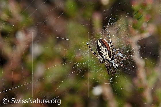Photo: Aculepeira ceropegia. View from above.
