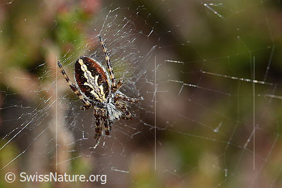 Foto: Eichblatt-Radspinne (Aculepeira ceropegia). Ansicht von oben.