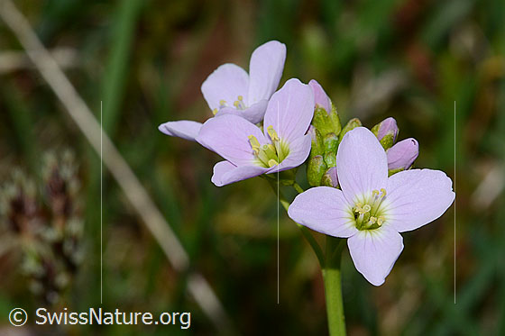 Foto: Wiesen-Schaumkraut (Cardamine pratensis). Blüten.