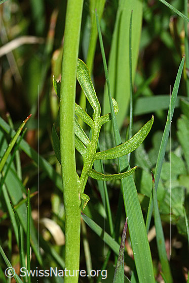 Photo: Cardamine pratensis. Stem and stem leaf. Leaf top.