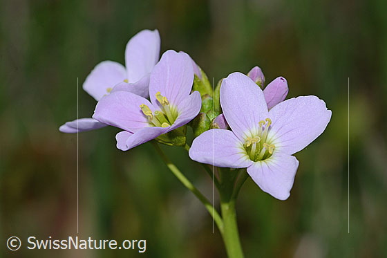 Photo: Cardamine pratensis. Blossoms.