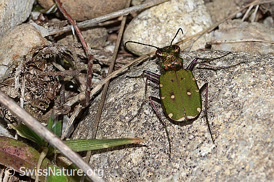 Foto: Feld-Sandlaufkäfer (Cicindela campestris). Ansicht von hinten oben.
