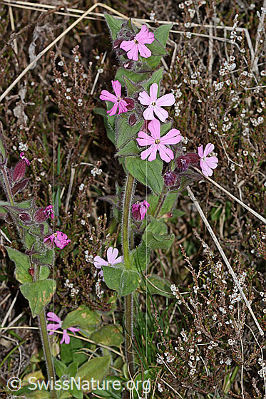 Foto: Rote Waldnelke (Silene dioica). Ganze Pflanze (Habitus).