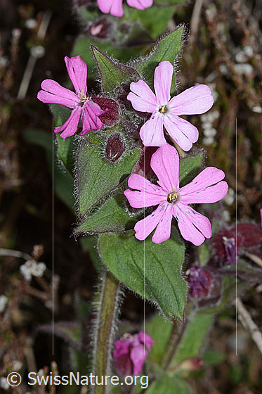 Foto: Rote Waldnelke (Silene dioica). Blüten.