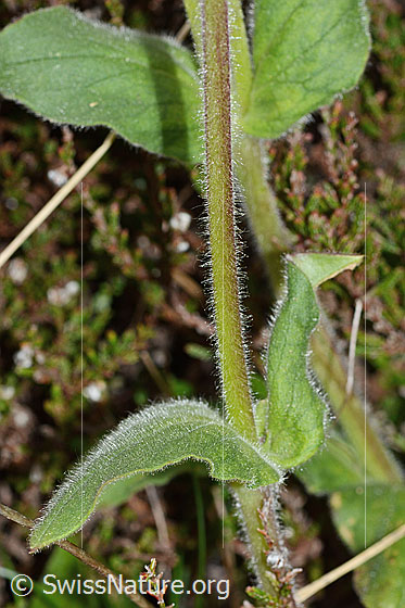 Photo: Silene dioica. Stem and leaves.