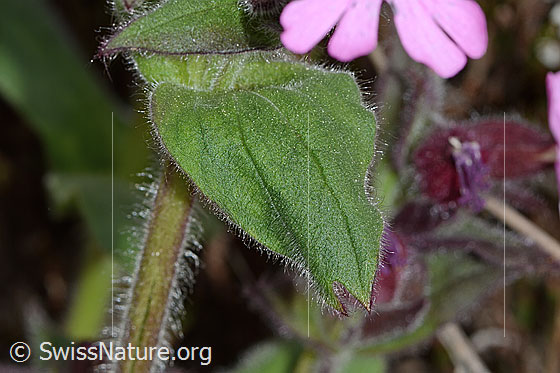 Photo: Silene dioica. Leaf top.