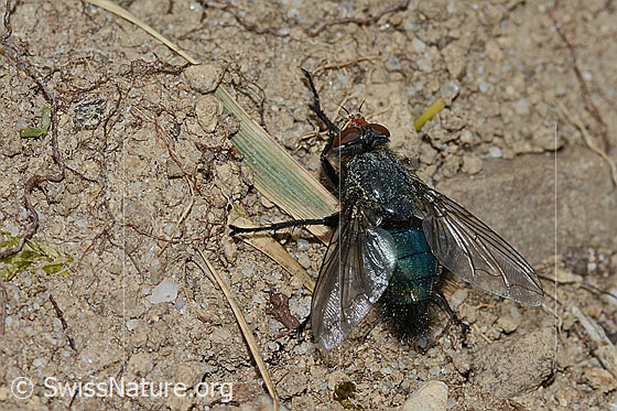 Foto: Totenfliege (Cynomya mortuorum). Länge 14mm. Ansicht von hinten oben.