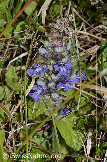 Foto: Kriechender Günsel (Ajuga reptans). Ganze Pflanze (Habitus).