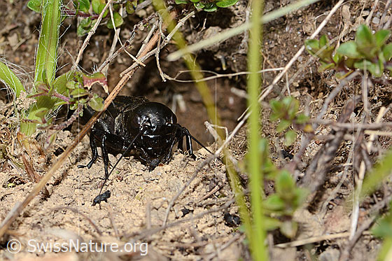 Photo: Gryllus campestris. Last nymph stage. View from the front.