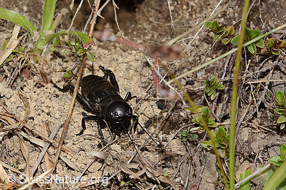 Photo: Gryllus campestris. Last nymph stage. View from the front top side.