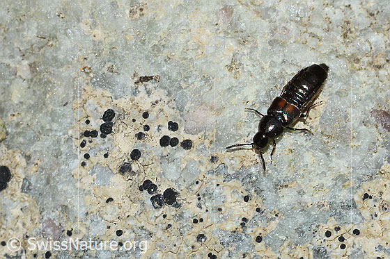 Foto: Wahrscheinlich Aleochara bipustulata (Kurzflügler). Ansicht von vorne oben.