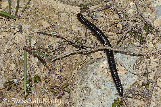 Foto: Wahrscheinlich Schwarzer Schnurfüsser (Tachypodoiulus niger). Länge 40mm.