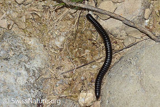 Foto: Wahrscheinlich Schwarzer Schnurfüsser (Tachypodoiulus niger). Länge 40mm.