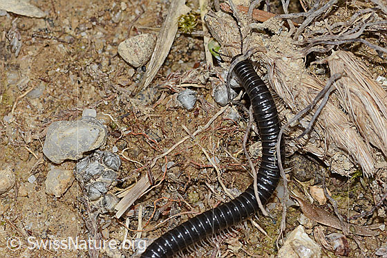 Photo: Probably Tachypodoiulus niger. Length 40mm.