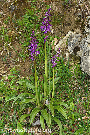 Photo: Orchis mascula. Whole plant (habiti).