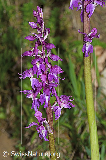 Photo: Orchis mascula. Inflorescence.
