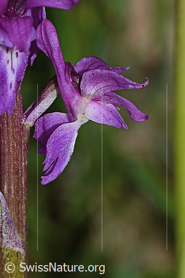 Photo: Orchis mascula. Blossom. View from the side.