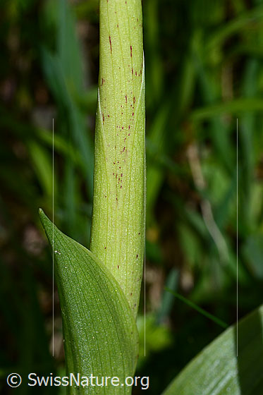 Photo: Orchis mascula. Stem wrapped in leaf.