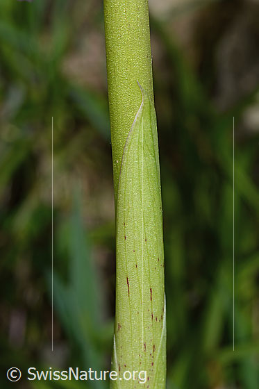 Photo: Orchis mascula. Stem wrapped in leaf.