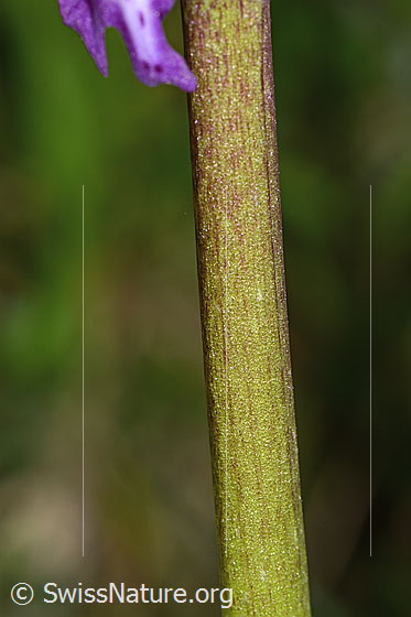 Photo: Orchis mascula. Stem.