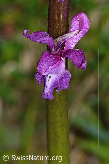 Photo: Orchis mascula. Blossom. View from above.