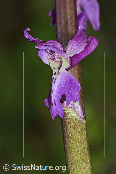 Photo: Orchis mascula. Blossom. View from side front.