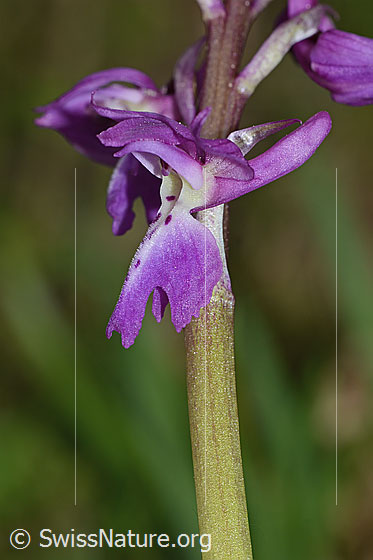 Photo: Orchis mascula. Blossom. View from the side.