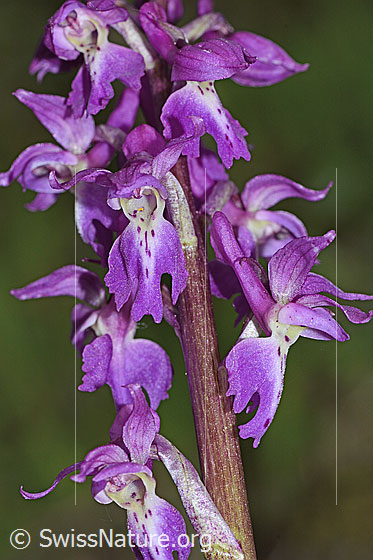 Photo: Orchis mascula. Inflorescence.