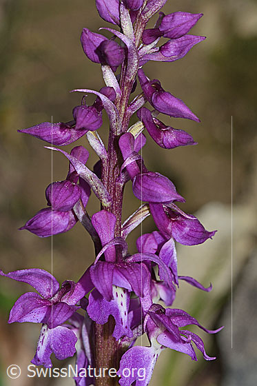Photo: Orchis mascula. Inflorescence.