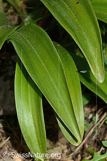 Photo: Orchis mascula. Leaves. Leaf top.