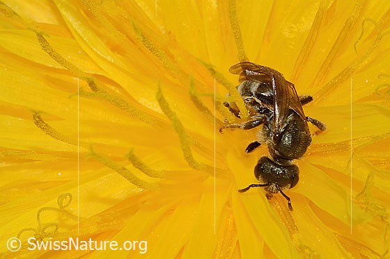 Photo: Halictus tumulorum on Taraxacum officinale. Length 7mm. Female. View from the front.