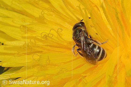 Photo: Halictus tumulorum on Taraxacum officinale. Length 7mm. Female. View from behind top.