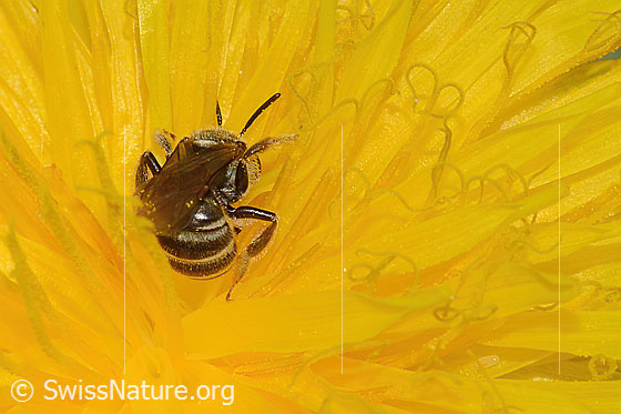 Photo: Halictus tumulorum on Taraxacum officinale. Length 7mm. Female. View from behind.