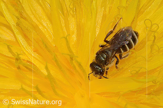 Photo: Halictus tumulorum on Taraxacum officinale. Length 7mm. Female. View from the front top side..
