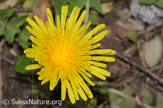 Foto: Gewöhnlicher Löwenzahn (Taraxacum officinale). Blüte.