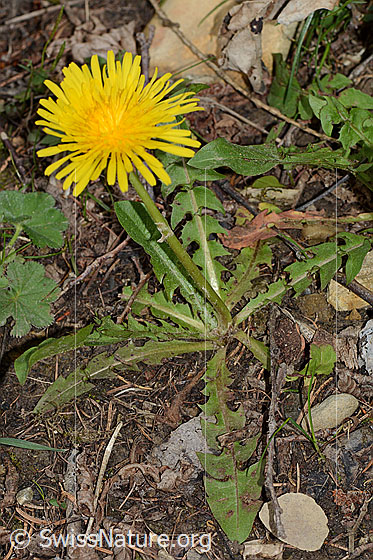 Foto: Gewöhnlicher Löwenzahn (Taraxacum officinale). Ganze Pflanze (Habitus).