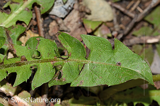 Photo: Taraxacum officinale. Leaf top.