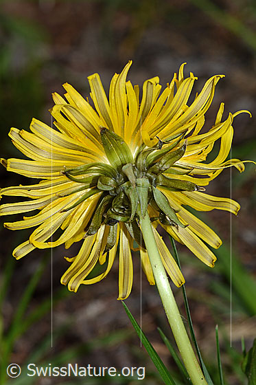 Photo: Taraxacum officinale. Blossom. View from diagonally below.