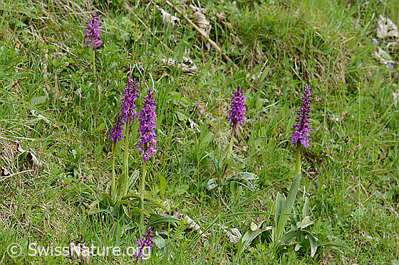 Photo: Orchis mascula. Several specimens.