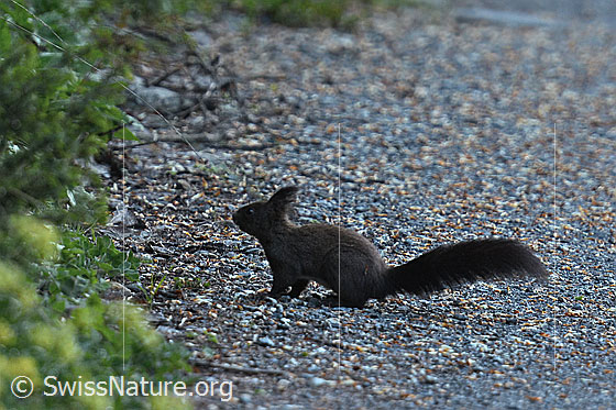 Photo: Squirrel (Sciurus vulgaris) sitting on a mountain road.