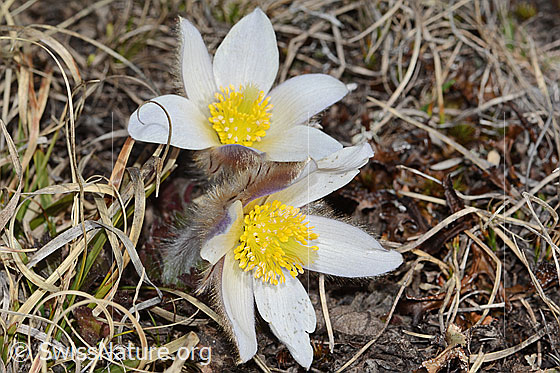 Photo: Pulsatilla vernalis. Whole plantn (habiti). View from above.