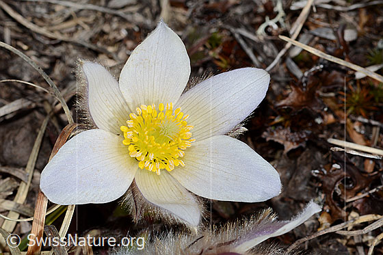 Photo: Pulsatilla vernalis. Open blossom.