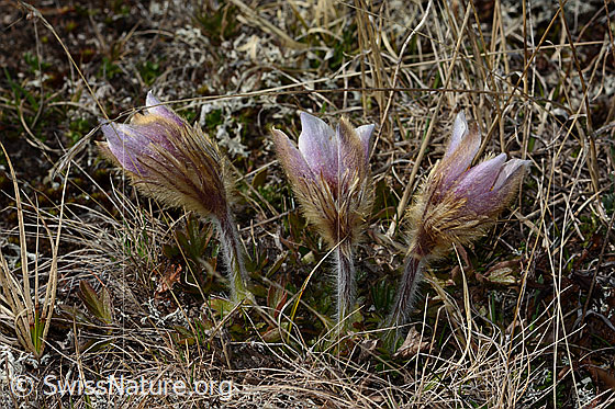 Photo: Pulsatilla vernalis. Whole plantn (habiti). View from the side.