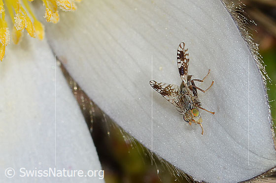 Photo: Probably Tephritis sauteri on Pulsatilla vernalis. Length 4mm. View from top front.