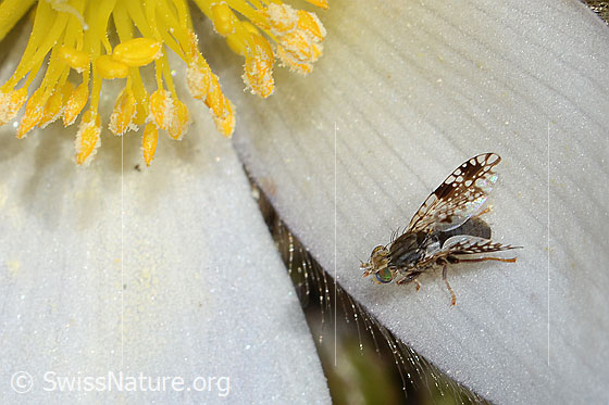 Photo: Probably Tephritis sauteri on Pulsatilla vernalis. Length 4mm. View from the side above.