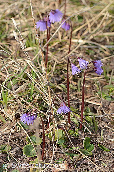 Photo: Soldanella alpina. Whole plant (habiti).
