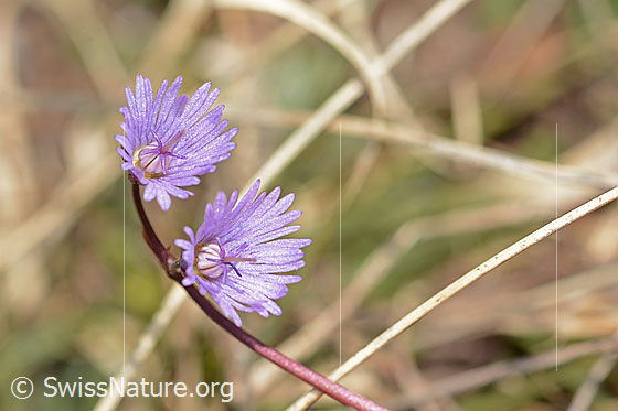 Photo: Soldanella alpina. Blossoms. View of the inside.