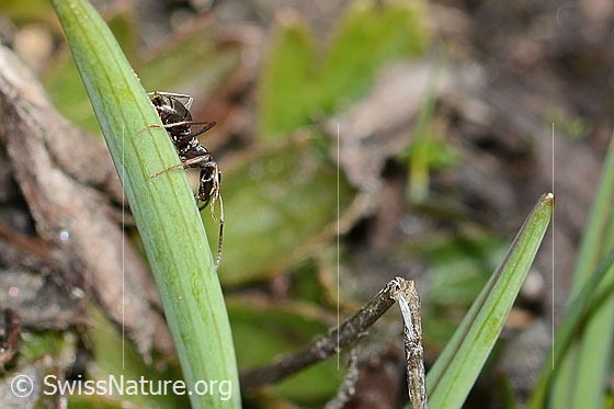 Foto: Formica lemani (Waldameise). Länge 4.5 - 6.5mm. Ansicht von der Seite.