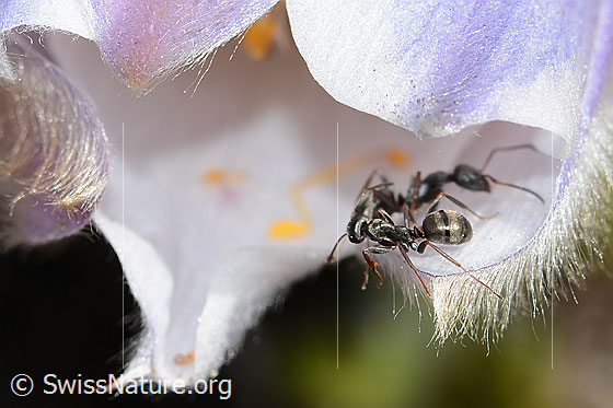 Foto: Formica lemani (Waldameise) auf Frühlings-Anemonen (Pulsatilla vernalis). Länge 4.5 - 6.5mm. Zwei Exemplare. Ansicht von der Seite.