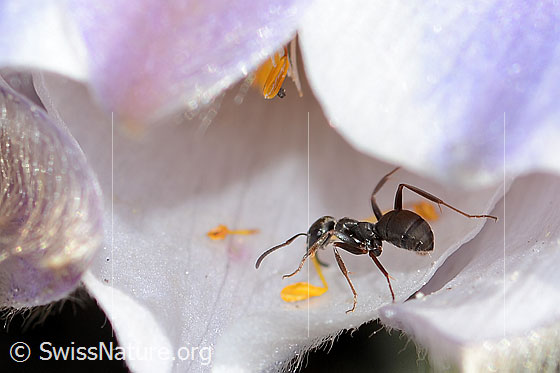 Foto: Formica lemani (Waldameise) auf Frühlings-Anemonen (Pulsatilla vernalis). Länge 4.5 - 6.5mm. Ansicht von seitlich hinten.